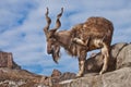 A goat with big horns mountain goat marchur stands alone on a rock, mountain landscape and blue sky. Allegory on scapegoat