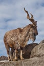 A goat with big horns mountain goat marchur stands alone on a rock, mountain landscape and blue sky. Allegory on scapegoat