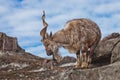 A goat with big horns mountain goat marchur stands alone on a rock, mountain landscape and blue sky. Allegory on scapegoat