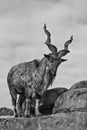 A goat with big horns mountain goat marchur stands alone on a rock, mountain landscape and sky. Allegory on scapegoat. black and