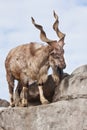 A goat with big horns mountain goat marchur stands alone on a rock, mountain landscape and sky. Allegory on scapegoat