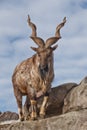 A goat with big horns mountain goat marchur stands alone on a rock, mountain landscape and sky. Allegory on scapegoat