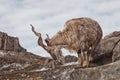 A goat with big horns mountain goat marchur stands alone on a rock, mountain landscape and sky. Allegory on scapegoat