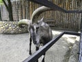 A goat with big horns at the zoo. A grey large-horned animal