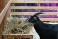 Goat in the cage eating hay from the trough Royalty Free Stock Photo