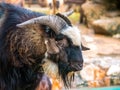 Goat black leader in a herd close up eye and horn. Royalty Free Stock Photo