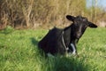Goat black on a meadow Royalty Free Stock Photo