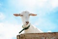 Goat on blue sky background Royalty Free Stock Photo