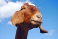 Goat on blue sky farm animal mammal funny country portrait livestock Royalty Free Stock Photo