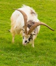Goat breed large horns beard British Primitive