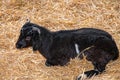 Goat Breeding Royalty Free Stock Photo
