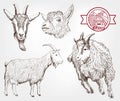 Goat breeding