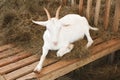 Goat breeds, Saanen Royalty Free Stock Photo