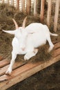 Goat breeds, Saanen