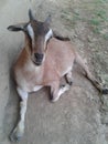 goat, brown bengal goat