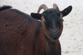 Goat brown color Royalty Free Stock Photo