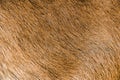Goat brown fur background skin natural texture Royalty Free Stock Photo