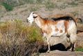 Goat in brown tones