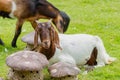 Goat brown and white sleep on lawn in farm