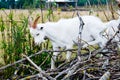 Goat in bush. Royalty Free Stock Photo
