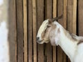 Goat in the cage side view Royalty Free Stock Photo