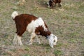 goat calf grazing in the field, yellow kid grazing in the field