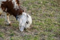 goat calf grazing in the field, yellow kid grazing in the field