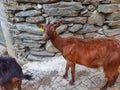 GOAT - Aldeia Covas do Monte - Portugal