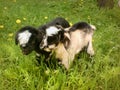 Goat chicks one week old, stand in the grass