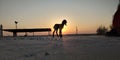 Goat child enjoying sunrise in the desert Royalty Free Stock Photo