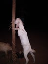 Goat child standing Royalty Free Stock Photo