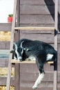 The goat climbed the ladder on the farm. photo