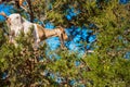 Goat climbed a tree and eats leaves, Essaouira, Souss-Massa-Draa region, Marocco. With selective focus