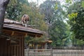 A Goat That Climbed On The Wooden Roof Of A Stable Looking For Food