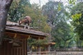 A Goat That Climbed On The Wooden Roof Of A Stable Looking For Food