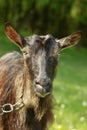 Goat Close-Up Royalty Free Stock Photo