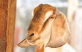 Goat Royalty Free Stock Photo
