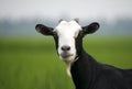 goat close up face view with beard male looking straight in the Royalty Free Stock Photo