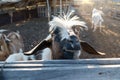 Goat close-up in farmyard