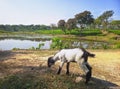 Goat Close-up photo on the tea plantation background at Sreemangal tea garden, Bangladesh. The beauty of Bangla Royalty Free Stock Photo