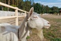 Goat, close-up portrait. Courtyard Royalty Free Stock Photo