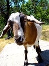 Goat Closeup Royalty Free Stock Photo