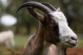 Goat closeup face friendly - animal, billy goat, he-goat Royalty Free Stock Photo