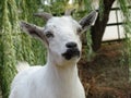 Goat closeup face friendly - zoo animal