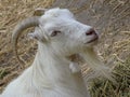 Goat closeup face friendly - zoo animal / on pasture