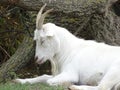 Goat closeup face friendly - zoo animal / on tree