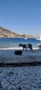 Goat coast beach Symi Greece