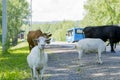 A goat and cows graze on the side of the road. Royalty Free Stock Photo