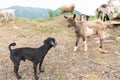 Goat cub and toy poodle look at us. Concept of diversity, acceptance and curiosity