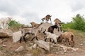 Goat cubs playing on the rocks